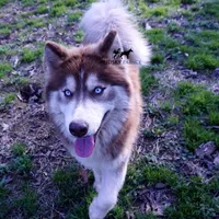 AKC, OFA, Trained Damon, a male Siberian Husky for sale in Sanford, NC – Photo 2 of 4