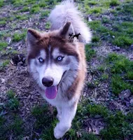 AKC, OFA, Trained Damon, a male Siberian Husky for sale in Sanford, NC – Photo 2 of 4