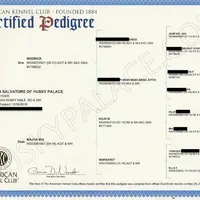 AKC, OFA, Trained Damon, a male Siberian Husky for sale in Sanford, NC – Photo 4 of 4