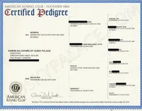 AKC, OFA, Trained Damon, a male Siberian Husky for sale in Sanford, NC – Photo 4 of 4