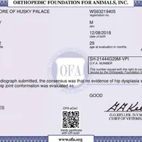 AKC, OFA, Trained Damon, a male Siberian Husky for sale in Sanford, NC – Photo 3 of 4