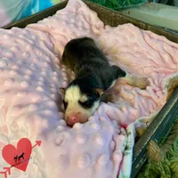 AKC Black/white, a female Siberian Husky for sale in Sanford, NC – 2 of 3