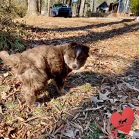 AKC Ready!, a female Siberian Husky for sale in Sanford, NC – Photo 4 of 7