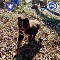 AKC Ready!, a female Siberian Husky for sale in Sanford, NC – Photo 1 of 7