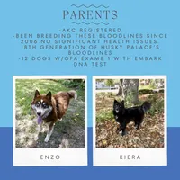 AKC Ready!, a female Siberian Husky for sale in Sanford, NC – Photo 3 of 7