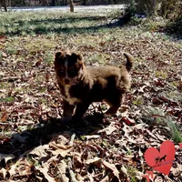 AKC Ready!, a female Siberian Husky for sale in Sanford, NC – Photo 6 of 7