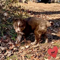 AKC Ready!, a female Siberian Husky for sale in Sanford, NC – Photo 2 of 7