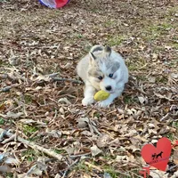 AKC Joe, a male Siberian Husky for sale in Sanford, NC – Photo 5 of 6
