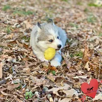 AKC Joe, a male Siberian Husky for sale in Sanford, NC – Photo 4 of 6