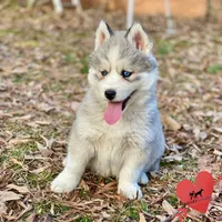 AKC Joe, a male Siberian Husky for sale in Sanford, NC – Photo 2 of 6