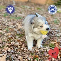 AKC Joe, a male Siberian Husky for sale in Sanford, NC – Photo 1 of 6