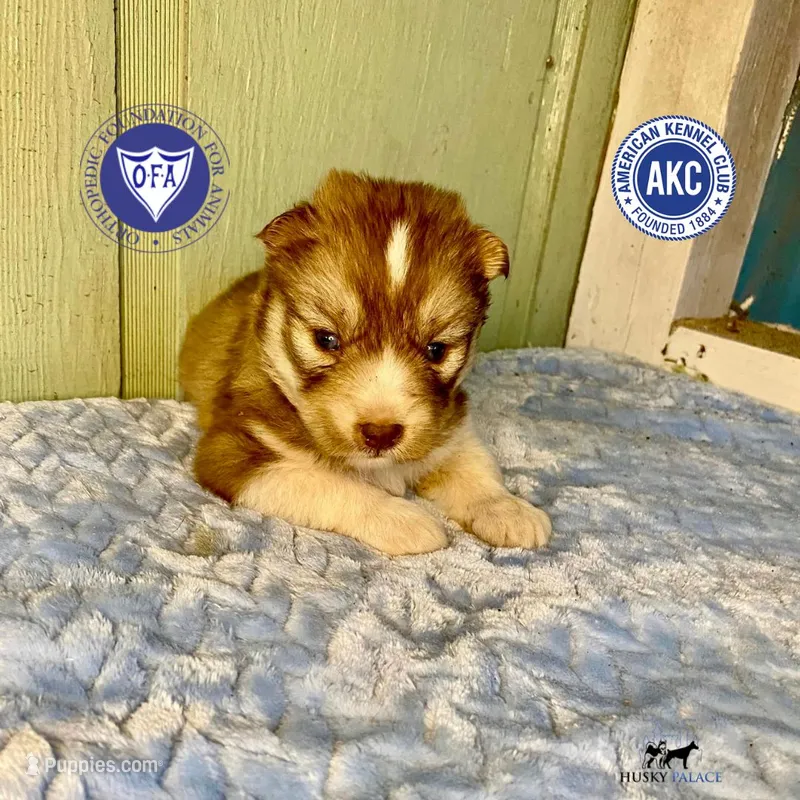 Brown/white ready early October – Siberian Husky puppy for sale in Sanford, NC