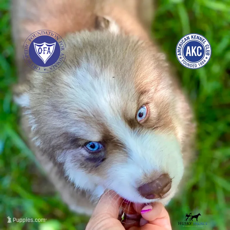 AKC Brown/white - Olypmic – Siberian Husky puppy for sale in Sanford, NC