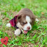 AKC Brown/white - Olypmic, a male Siberian Husky for sale in Sanford, NC – 2 of 8