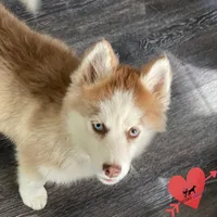 AKC Brown/white, a female Siberian Husky for sale in Sanford, NC – Photo 2 of 8