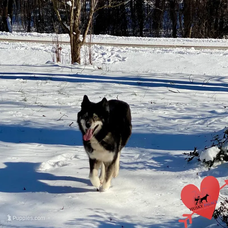 AKC Agouti Trained – Siberian Husky puppy for sale in Sanford, NC