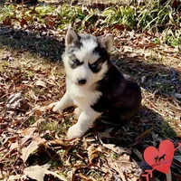 AKC Ready Feb., a female Siberian Husky for sale in Sanford, NC – Photo 5 of 6