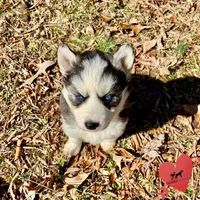 AKC Ready Feb., a female Siberian Husky for sale in Sanford, NC – Photo 4 of 6