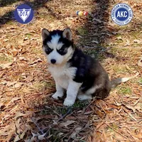 AKC Ready Feb., a female Siberian Husky for sale in Sanford, NC – Photo 1 of 6