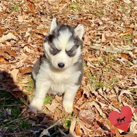 AKC Ready Feb., a female Siberian Husky for sale in Sanford, NC – Photo 2 of 6