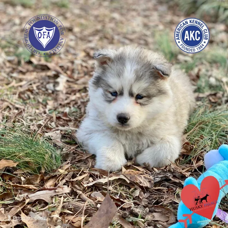 AKC Black/white diluted – Siberian Husky puppy for sale in Sanford, NC