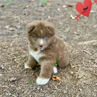 Solid Brown - Tiger Woods, a male Siberian Husky for sale in Sanford, NC – 3 of 9