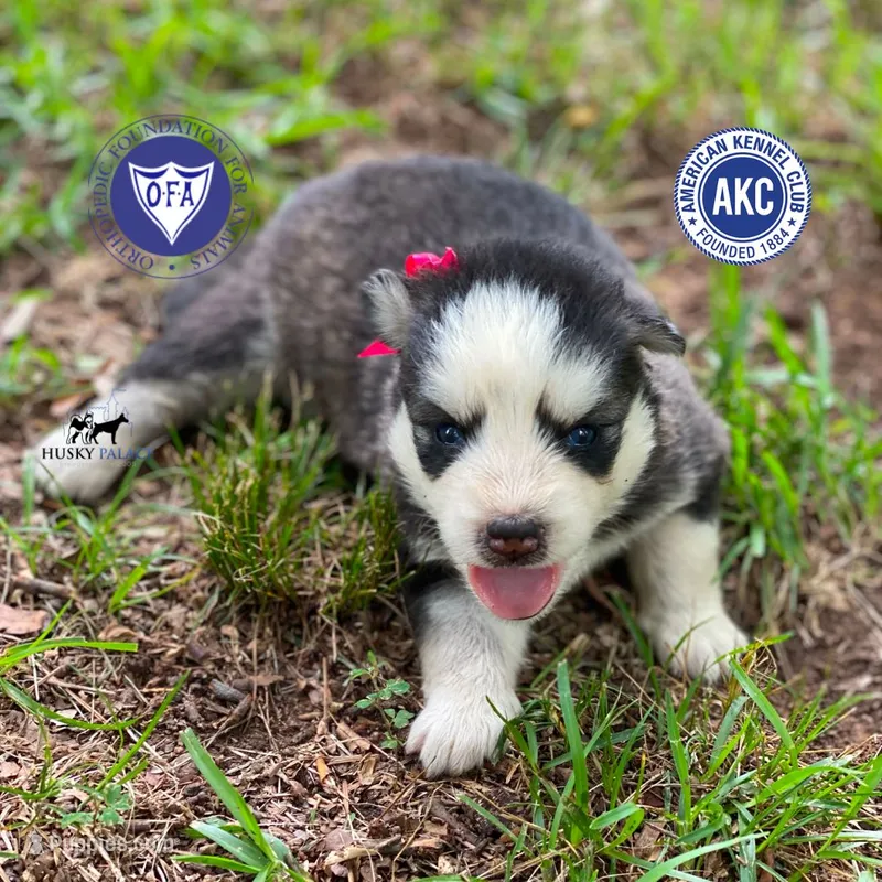AKC Black/white – Siberian Husky puppy for sale in Sanford, NC