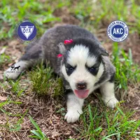 AKC Black/white, a female Siberian Husky for sale in Sanford, NC – 1 of 6