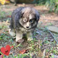 Agouti - Gary Player, a male Siberian Husky for sale in Sanford, NC – 3 of 6
