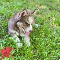 AKC Brown/white - Olypmic, a male Siberian Husky for sale in Sanford, NC – 6 of 9