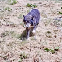 AKC Agouti Trained, a female Siberian Husky for sale in Sanford, NC – 9 of 10