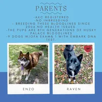 Agouti Ready early October, a male Siberian Husky for sale in Sanford, NC – 4 of 6