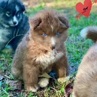 Solid Brown - Tiger Woods, a male Siberian Husky for sale in Sanford, NC – 1 of 9