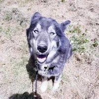 AKC Agouti Trained, a female Siberian Husky for sale in Sanford, NC – 7 of 10