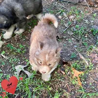 Brown/white w/ Amber eyes, a male Siberian Husky for sale in Sanford, NC – 4 of 6