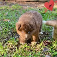 Solid Brown - Tiger Woods, a male Siberian Husky for sale in Sanford, NC – 5 of 9