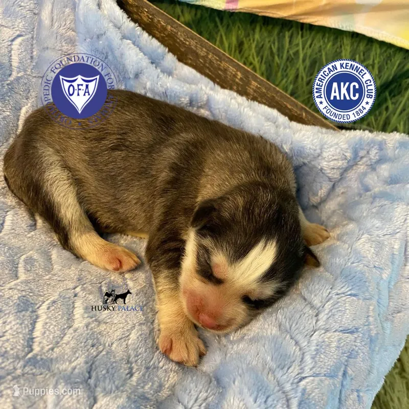 AKC Black/white - Zion – Siberian Husky puppy for sale in Sanford, NC