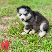 AKC Black/white, a female Siberian Husky for sale in Sanford, NC – 6 of 8