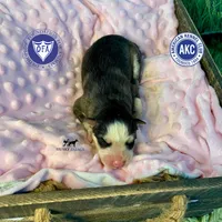 AKC Black/white, a female Siberian Husky for sale in Sanford, NC – 1 of 3