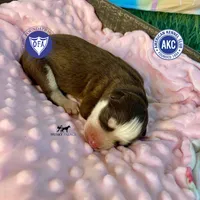 AKC Brown/white - Canyon, a female Siberian Husky for sale in Sanford, NC – 1 of 3