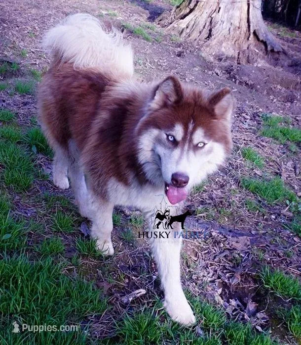 AKC, OFA, Trained Damon