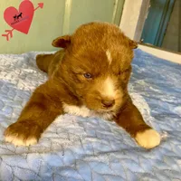 Solid Brown Ready Early October, a male Siberian Husky for sale in Sanford, NC – 7 of 8