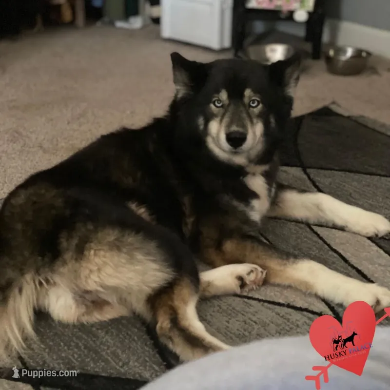 AKC Agouti Trained – Siberian Husky puppy for sale in Sanford, NC