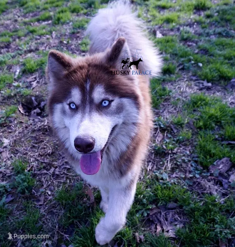 AKC, OFA, Trained Damon – Siberian Husky puppy for sale in Sanford, NC