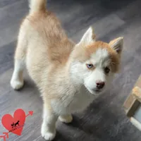 AKC Brown/white, a female Siberian Husky for sale in Sanford, NC – Photo 4 of 8