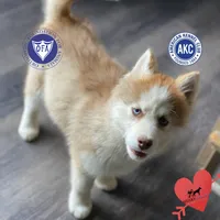 AKC Brown/white, a female Siberian Husky for sale in Sanford, NC – Photo 1 of 8