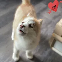 AKC Brown/white, a female Siberian Husky for sale in Sanford, NC – Photo 2 of 8