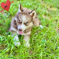 AKC Brown/white - Olypmic, a male Siberian Husky for sale in Sanford, NC – 7 of 9