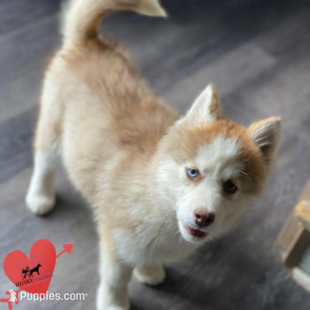 AKC Brown/white, a female Siberian Husky for sale in Sanford, NC – Photo 9 of 9