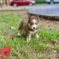 AKC Brown/white - Olypmic, a male Siberian Husky for sale in Sanford, NC – 4 of 6